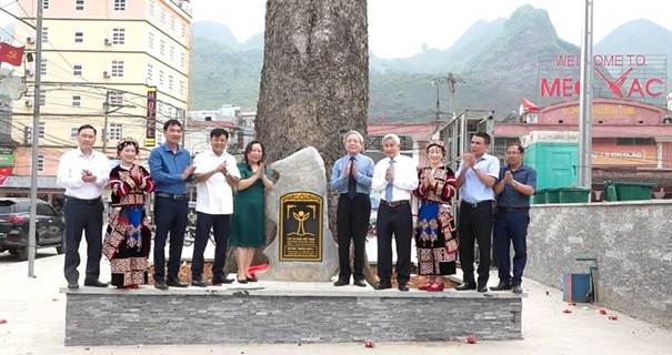 Mèo[-]Vạc[-]đón[-]nhận[-]danh[-]hiệu[-]“Cây[-]Di[-]sản[-]Việt[-]Nam”[-]cho[-]4[-]cây[-]cổ[-]thụ